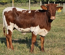 Laural heifer23