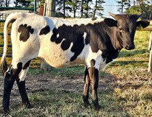 Kitty King Heifer