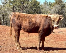 Bull Calf - GD Daily Chocolate 