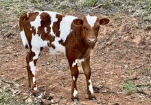 Bull Calf - GD Midnight Cowgirl