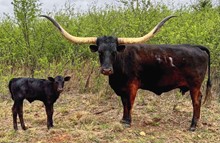 Bull Calf Miss Understood 