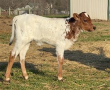 Pending(Liberty Bell X Exonerated