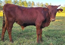 Calypso bull 23