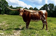 LONESOME DOVE 00